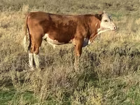 Bulle, Swiss cattle — Foto 7