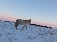 Stute, Yakutian horse — Foto 1