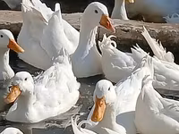 Ducks — Foto 6