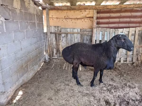 Widder, Hissar sheep