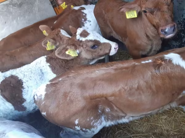 Bulle, Simmental cattle