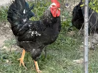 Chickens — foto 3