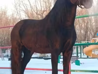Hengst, Horse breed — Foto 3