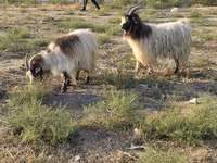 Cabra, Cabras — foto 3