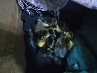 Ducks — 2-сурет