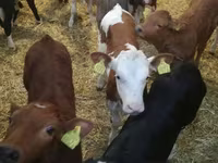 İribuynuzlu mal-qara (partiya, cinsi göstərilməyib), Simmental cattle — foto 6