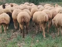 Oveja, Ovejas — foto 5