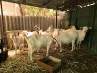公山羊, Saanen goat — 照片 2