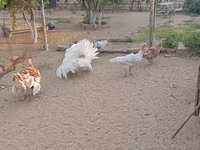Turkeys — 1-сурет