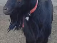 Ziege, Alpine goat — Foto 1