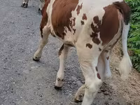 بقرة, Simmental cattle — الصورة 2