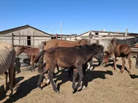 घोड़ी, Horse breed — फ़ोटो 8