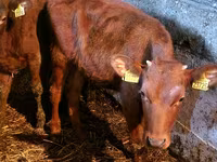 Bulle, Simmental cattle — Foto 3