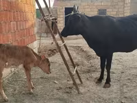 गाय, मवेशी — फ़ोटो 2