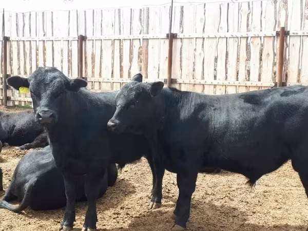公牛, Holstein breed