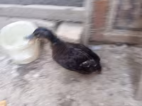 Ducks — foto 3