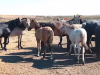 Кінь, Mugalzhar horse — фото 1