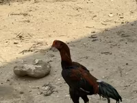 Chickens — الصورة 5