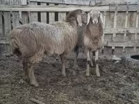 Schaf, Arashan sheep — Foto 6