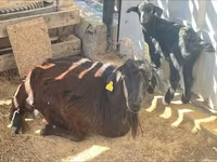 母山羊, Goats — 照片 2