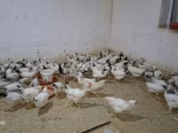 Chickens — الصورة 2