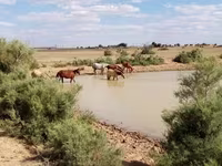 Yegua, Kazakh horse — foto 2