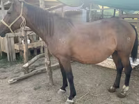 Mare, Anglo-Arabian — photo 5