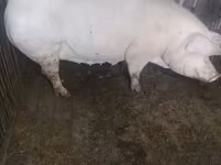 Sow, Pigs — photo 2