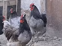 Australorp — Foto 2