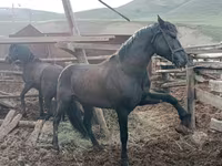 Hengst, Altai horse — Foto 1