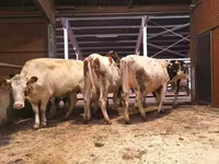 Kuh, Holstein-Rasse — Foto 4