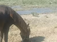Mare, Azerbaijan horse — photo 2