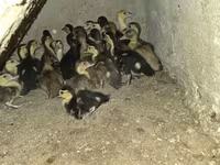 Ducks — Foto 2