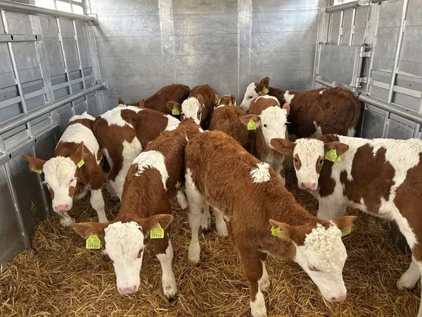 Bulle, Simmental cattle