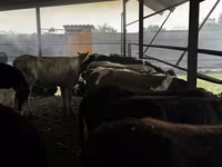 Bulle, Kasachische Weißkopfkuh — Foto 2