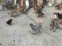 Ducks — photo 2
