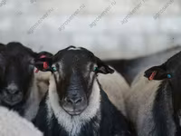 Carnero, Dorper sheep — foto 2
