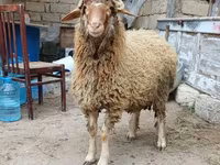 Qoç, Qoyunlar — foto 1