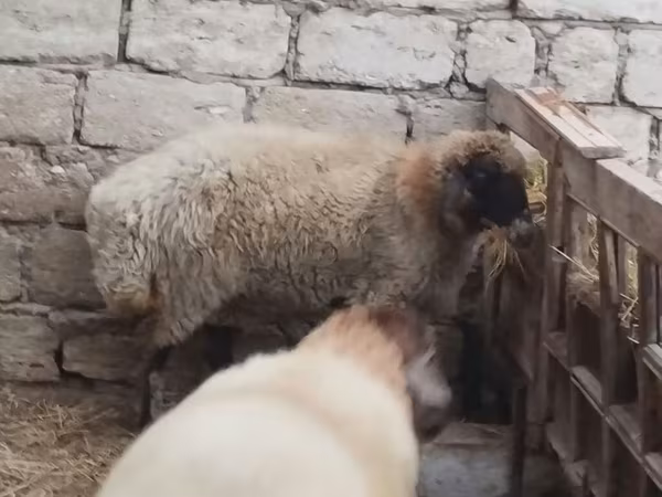 Widder, Blackheaded Persian sheep