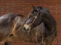 Mare, Friesian — photo 4