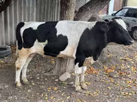 Bull, Russian Black pied cattle — photo 5