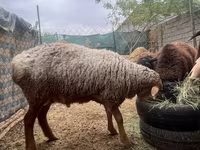 Carnero, Edilbay sheep — foto 3