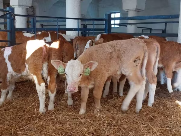 ثور, Simmental cattle