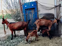 Echkilar (partiya, jinsi ko‘rsatilmagan), Alpine goat — 2-rasm