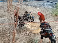 Chickens — 1-rasm