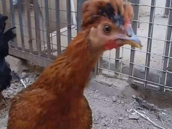 Chickens