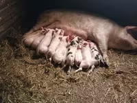 Eber, Schweine — Foto 3