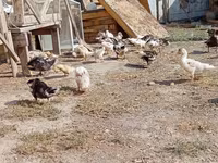 Ducks — 2-rasm