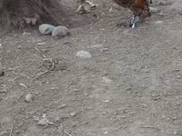 Chickens — Foto 7