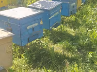 Arıçılıq üçün hazır arı yeşikləri (kovanlar) - Taxta gövdəli, üstü — 照片 5